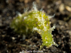 Elysiella pusilla saying hello by Twila Grower 